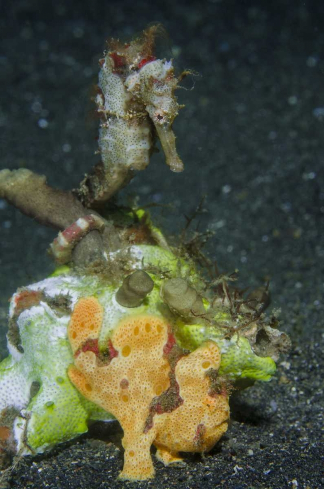 Indonesia Camouflaged frogfish and sea horse